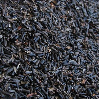 Niger Seed